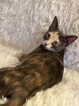 Rescue Domestic Short Hair Cats for Adoption in Fort Worth, Texas - Spiff | PetCurious