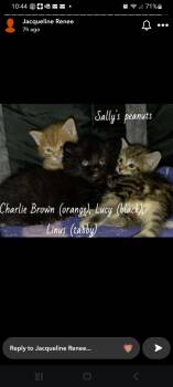 The Peanuts Gang -  Domestic Short Hair Cat for Adoption in Delmont, Pennsylvania - The Peanuts Gang | PetCurious