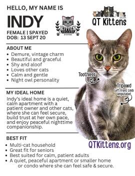 Indy -  Domestic Short Hair and Tabby Cat for Adoption in Naples, Florida - Indy | PetCurious