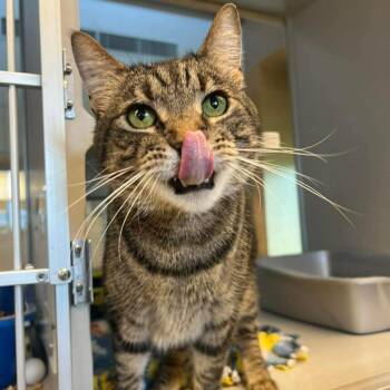 Beatrice -  Domestic Short Hair Cat for Adoption in Cedar Rapids, Iowa - Beatrice | PetCurious
