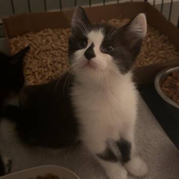 Bodyarmor Betsy -  Domestic Short Hair Cat for Adoption in Wilmington, Delaware - Bodyarmor Betsy | PetCurious