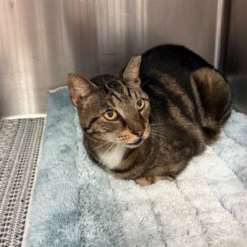 Eddie -  Domestic Short Hair Cat for Adoption in Port Charlotte, Florida - Eddie | PetCurious
