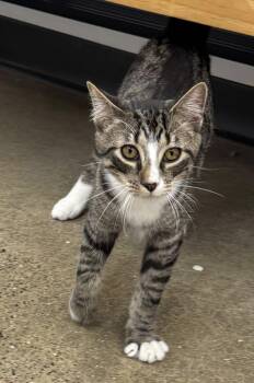 Rescue Domestic Short Hair Cats for Adoption in Morgantown, West Virginia - Pixel | PetCurious