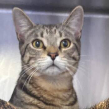 Joe -  Domestic Short Hair Cat for Adoption in Spokane, Washington - Joe | PetCurious