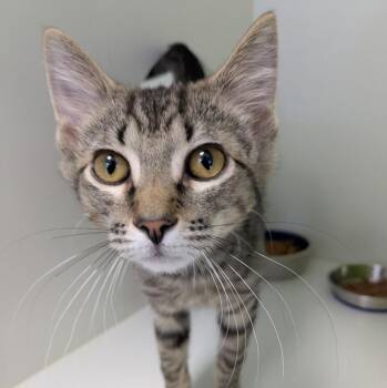 Domestic Short Hair Cats Available for Adoption - Toby | PetCurious