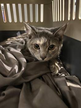 Leah -  Domestic Short Hair Cat for Adoption in Montreal, Quebec - Leah | PetCurious