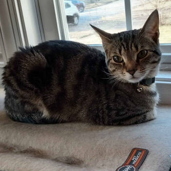 Rescue American Shorthair Cats for Adoption in Lynchburg, Virginia - Percy | PetCurious