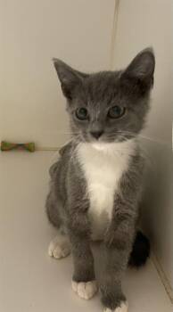 ROSALINA -  Domestic Short Hair Cat for Adoption in Modesto, California - ROSALINA | PetCurious