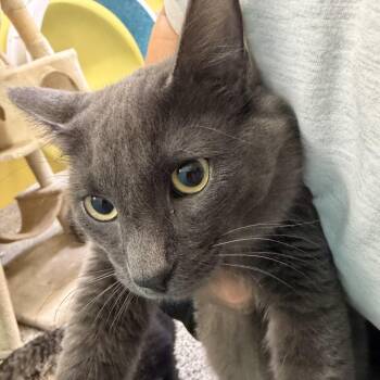 Dream -  Domestic Medium Hair Cat for Adoption in Fresno, California - Dream | PetCurious