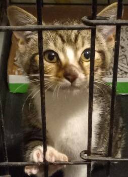 Rescue Domestic Short Hair Cats for Adoption in Garrett Park, Maryland - Joanie | PetCurious