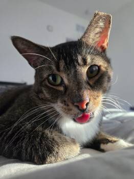 Beelzebub -  Domestic Short Hair Cat for Adoption in Tampa, Florida - Beelzebub | PetCurious