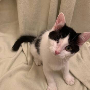 Pickles -  Domestic Short Hair Cat for Adoption in Fruit Heights, Utah - Pickles | PetCurious