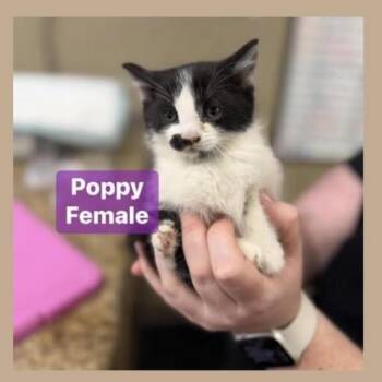 Domestic Short Hair Cats Available for Adoption - Poppy In Manchester, MD | PetCurious