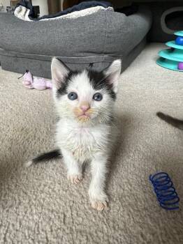 Flagg -  Domestic Short Hair and American Shorthair Cat for Adoption in Poplar Grove, Illinois - Flagg | PetCurious