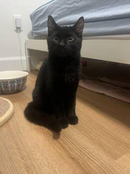 Dale -  Domestic Short Hair Cat for Adoption in Hamilton, Ontario - Dale | PetCurious