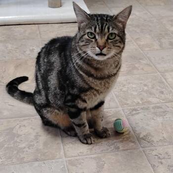 Domestic Short Hair Cats Available for Adoption in Dillsburg, Pennsylvania - Elliott | PetCurious
