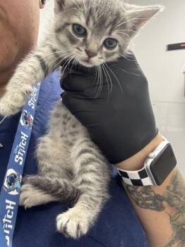Wanda -  Domestic Short Hair Cat for Adoption in Sevierville, Tennessee - Wanda | PetCurious