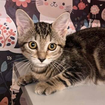 Melody -  Domestic Short Hair and Tabby Cat for Adoption in Acworth, Georgia - Melody | PetCurious