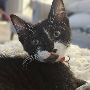 Pepei -  Domestic Short Hair Cat for Adoption in Sunrise, Florida - Pepei | PetCurious