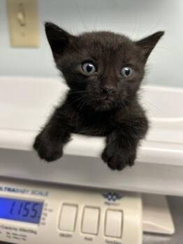 Chipmunk -  Domestic Short Hair Cat for Adoption in Largo, Florida - Chipmunk | PetCurious
