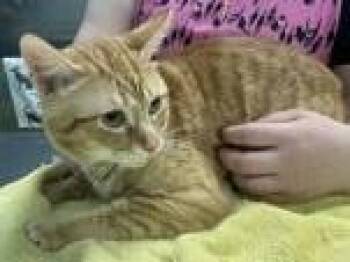 Hubert -  Domestic Short Hair Cat for Adoption in Denton, Texas - Hubert | PetCurious