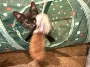 Elf -  Domestic Short Hair Cat for Adoption in Fort Collins, Colorado - Elf | PetCurious