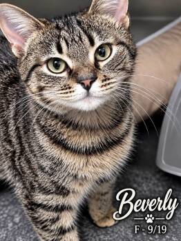 Beverly -  Domestic Short Hair Cat for Adoption in Loogootee, Indiana - Beverly | PetCurious