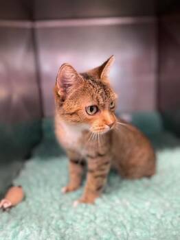 Rescue Domestic Short Hair Cats for Adoption in Lynn Haven, Florida - MOSCATO | PetCurious