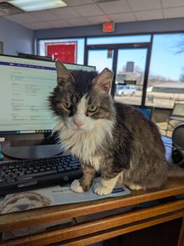 Domestic Medium Hair Cats Available for Adoption - Tinker | PetCurious