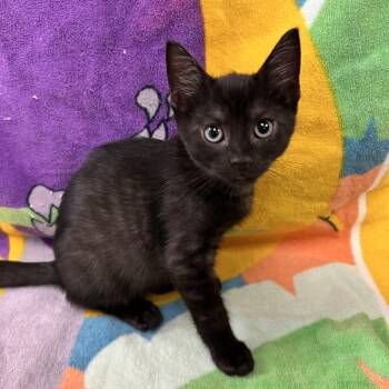 Gamora -  Domestic Short Hair Cat for Adoption in Bear, Delaware - Gamora | PetCurious