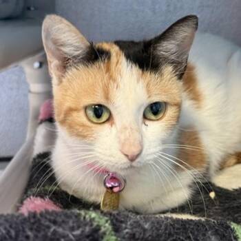 Bees Knees -  Domestic Short Hair Cat for Adoption in Lansing, Michigan - Bees Knees | PetCurious
