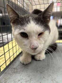 HAYMITCH -  Domestic Short Hair Cat for Adoption in Las Vegas, Nevada - HAYMITCH | PetCurious