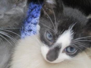 ZELDA -  Domestic Short Hair Cat for Adoption in Ocala, Florida - ZELDA | PetCurious