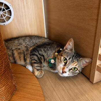 Mazie -  Domestic Short Hair Cat for Adoption in Tustin, California - Mazie | PetCurious