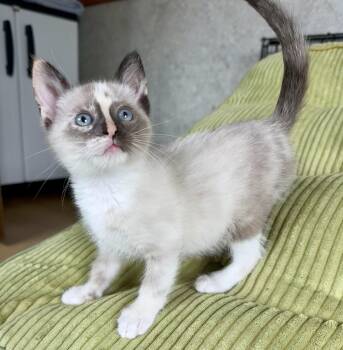 Mariachi -  Siamese Cat for Adoption in New Berlin, Wisconsin - Mariachi | PetCurious