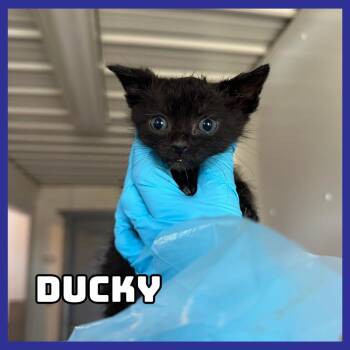 Domestic Short Hair Cats Available for Adoption - Ducky | PetCurious
