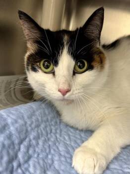 Domestic Short Hair Cats Available for Adoption in Wichita, Kansas - Coco | PetCurious