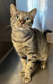 Rescue Tabby Cats for Adoption in Snow Hill, North Carolina - Arnie | PetCurious