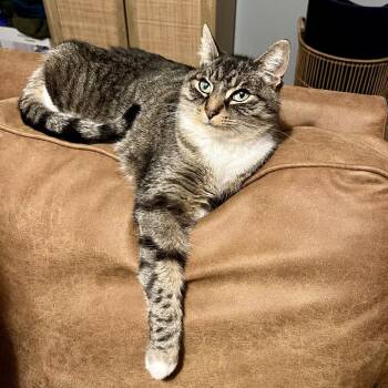 Domestic Short Hair Cats Available for Adoption - Luna | PetCurious