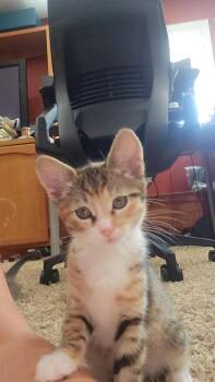 Sticky -  Domestic Short Hair Cat for Adoption in Oceanside, California - Sticky | PetCurious