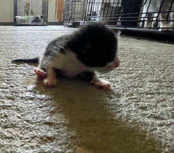 Rescue Domestic Short Hair Cats for Adoption in Wauchula, Florida - Z Kitten 3 | PetCurious