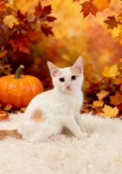 Eugene -  Domestic Short Hair Cat for Adoption in Tehachapi, California - Eugene | PetCurious