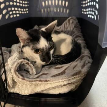 Manchitas -  Domestic Short Hair Cat for Adoption in Las Vegas, Nevada - Manchitas | PetCurious