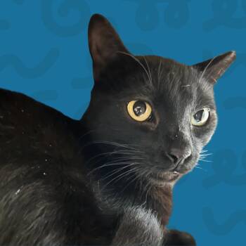 Domestic Short Hair Cats Available for Adoption in Reno, Nevada - Raven | PetCurious