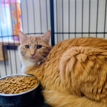 Domestic Medium Hair Cats Available for Adoption in Fort Smith, Arkansas - Lemon | PetCurious