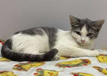 Mali -  Domestic Short Hair Cat for Adoption in Saint Paul, Minnesota - Mali | PetCurious
