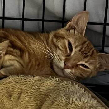 Tess -  Domestic Short Hair Cat for Adoption in Lynchburg, Virginia - Tess | PetCurious