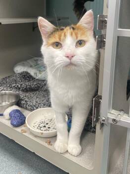 Edith -  Domestic Short Hair Cat for Adoption in Trenton, Maine - Edith | PetCurious