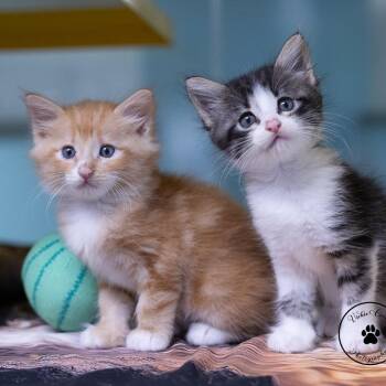 Pony -  Domestic Medium Hair Cat for Adoption in Abilene, Texas - Pony | PetCurious
