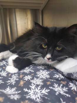 Domestic Long Hair Cats Available for Adoption - Arco | PetCurious